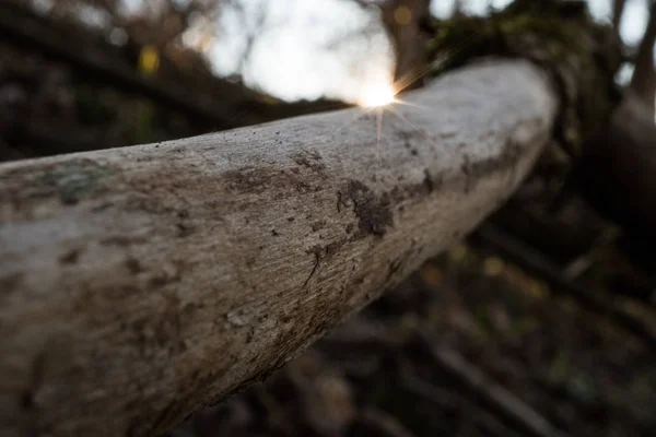 Viejo Palo Madera Gran Puesta Sol Bosque Austria Atardecer Del —  Fotos de Stock