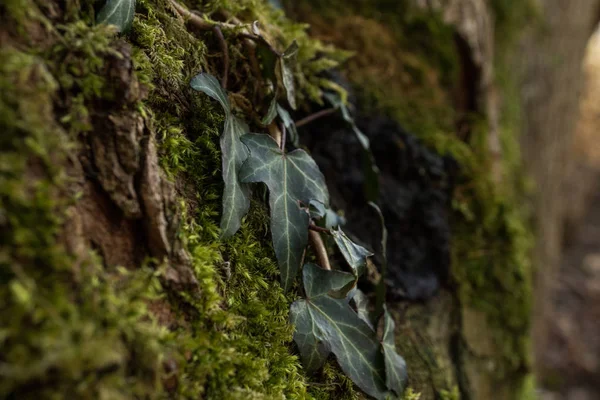 Murgröna Ett Träd Bra Ljus Makro Närbild Skott Murgröna Blad — Stockfoto