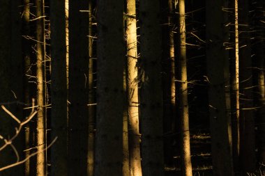 ormandaki ağaçların gölgeler, günbatımı ışığı altında büyük ışık woods arka plan görüntüsü doku.