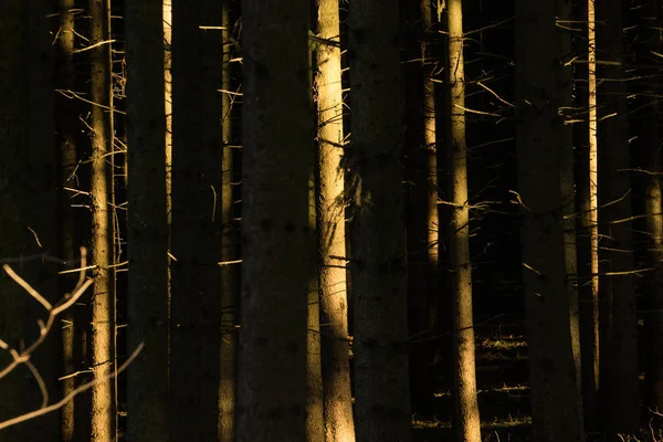 Grote Licht Het Bos Bomen Onder Zonsondergang Licht Met Schaduwen — Stockfoto