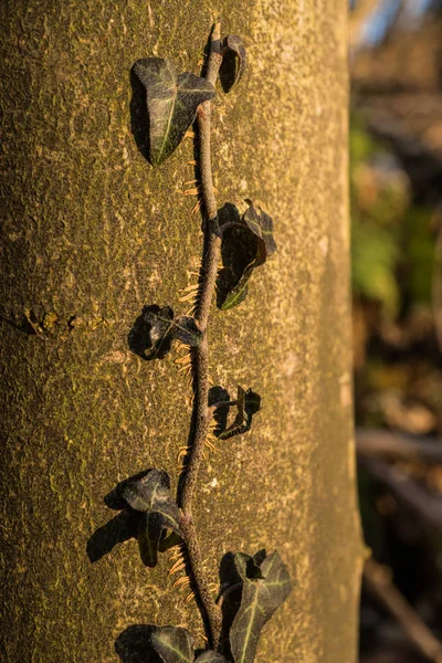 小さなツタは 木に彼の方法をクローズ アップ自然冬の日光で撮影 — ストック写真