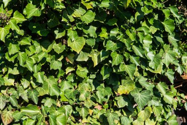Yeşil sarmaşık yaprağı arka plan