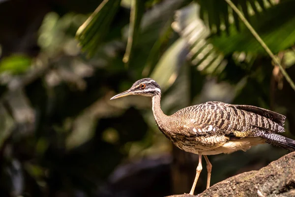 Niedliche Vögel Central Park Zoo New York City Image — Stockfoto