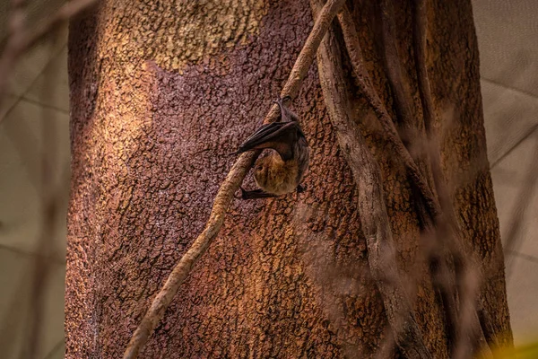 Flying Fox Central Park Zoo New York City — Stock Photo, Image