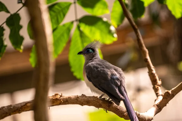 New York Taki Central Park Hayvanat Bahçesindeki Güzel Kuş Central — Stok fotoğraf