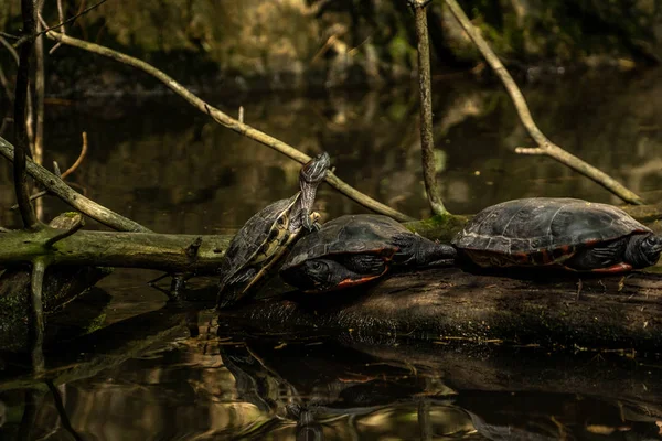 Черепахи Дивовижному Зоопарку Центрального Парку Нью Йорку Нью Йорк — стокове фото