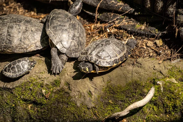 Черепахи Дивовижному Зоопарку Центрального Парку Нью Йорку Нью Йорк — стокове фото