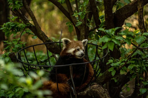 Panda Rouge Dans Zoo Central Park New York Faune Zoo — Photo