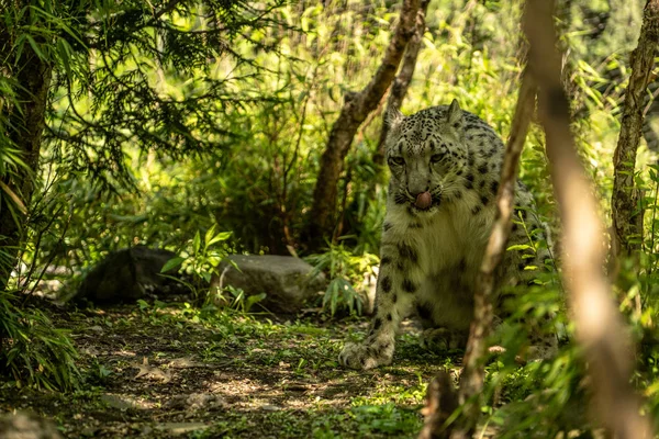 Tigre Bianca Nel Nuovo Zoo Central Park — Foto Stock