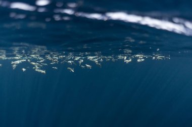 Mısırlı okyanusun altında mugil sefalus balığı.