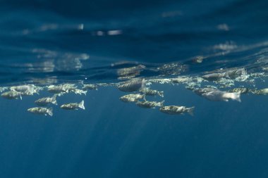 Mısırlı okyanusun altında mugil sefalus balığı.