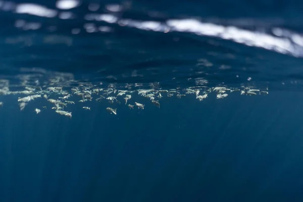 Mısırlı okyanusun altında mugil sefalus balığı.