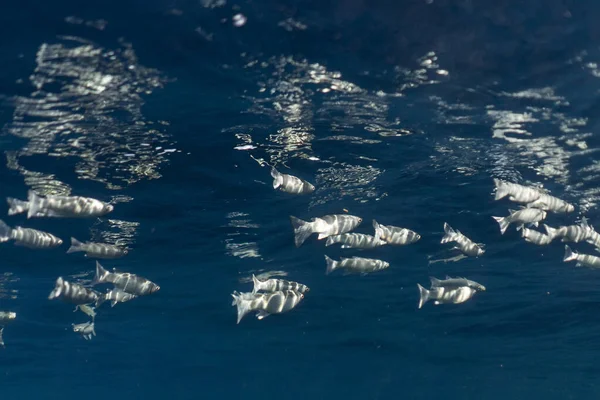 Pesci cefalo del Mugil sotto la superficie dell'oceano Egitto — Foto Stock