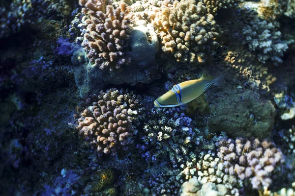 Rhinecanthus assasi sob a água, Rhinecanthus assasi no belo oceano do Egito, sob fotografia aquática — Fotografia de Stock