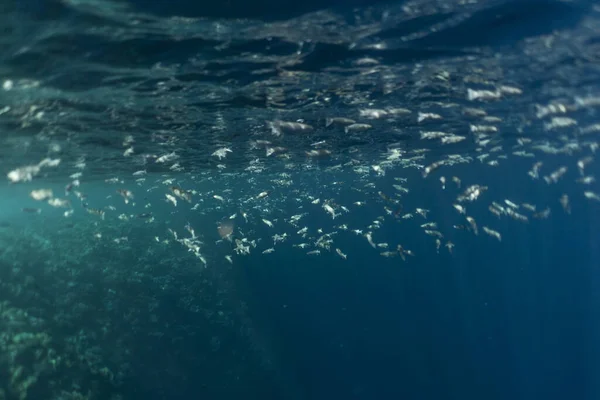 Mugil cephalus fish under the surface of the egypt ocean — Stock Photo, Image