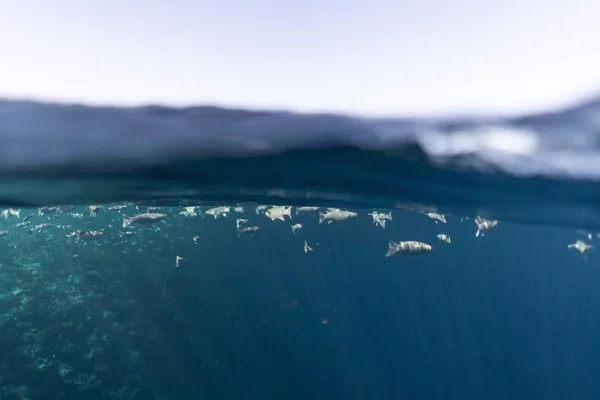 Half boven water fotografie in de prachtige oceaan van Egypte — Stockfoto