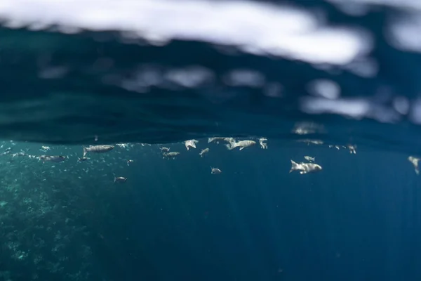 Mugil cephalus fish under the surface of the egypt ocean — Stock Photo, Image