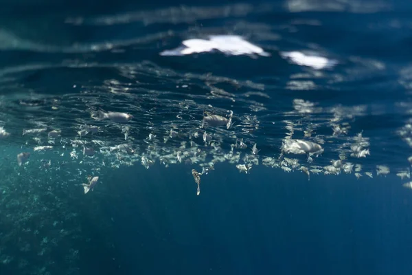 Mugil cephalus fish under the surface of the egypt ocean — Stock Photo, Image