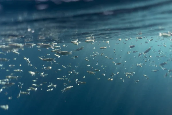 Mugil cephalus fish under the surface of the egypt ocean — Stock Photo, Image