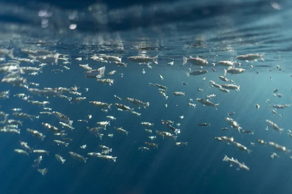 Mugil cephalus fish under the surface of the egypt ocean — 스톡 사진