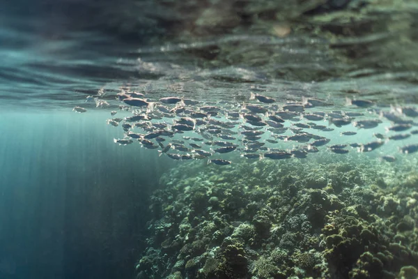 Peixes de mugil cephalus sob a superfície do oceano Egypt — Fotografia de Stock