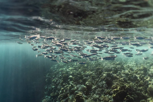 Mugil cephalus fish under the surface of the egypt ocean — Stock Photo, Image