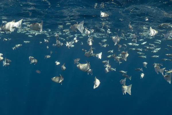 Mugil cephalus fish under the surface of the egypt ocean — Stock Photo, Image