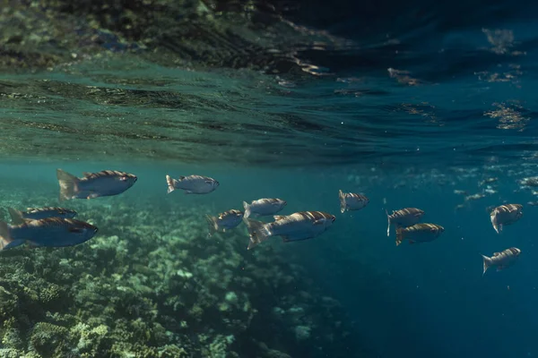 Mugil cephalus fish under the surface of the egypt ocean — Stock Photo, Image