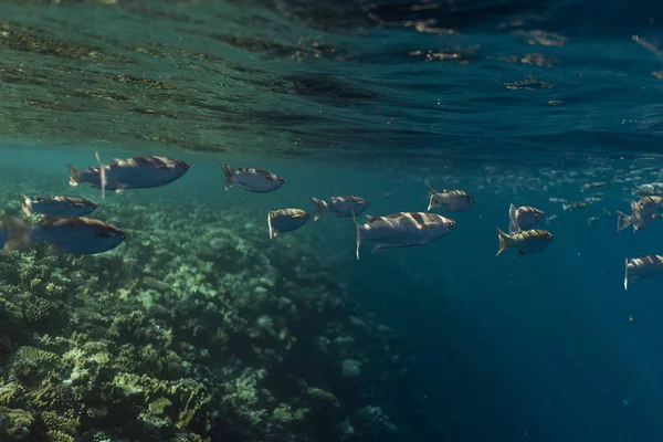 Mugil cephalus fish under the surface of the egypt ocean — Stock Photo, Image