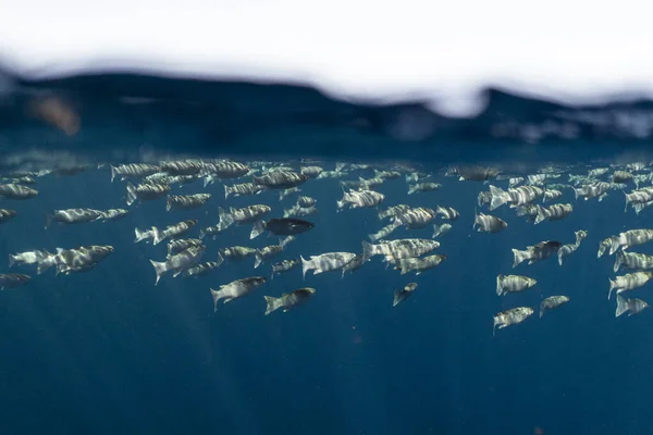 Риба мугіль цефалу під поверхнею Єгипетського океану — стокове фото