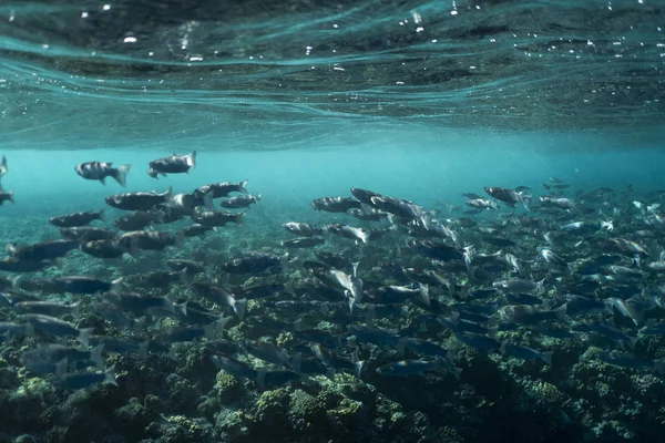 Mugil cephalus fish under the surface of the egypt ocean — Stock Photo, Image