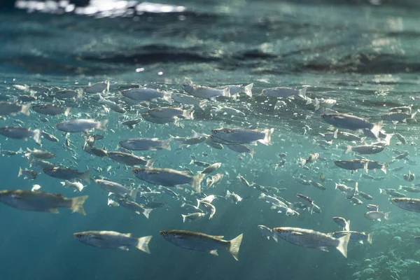 Mısırlı okyanusun altında mugil sefalus balığı.