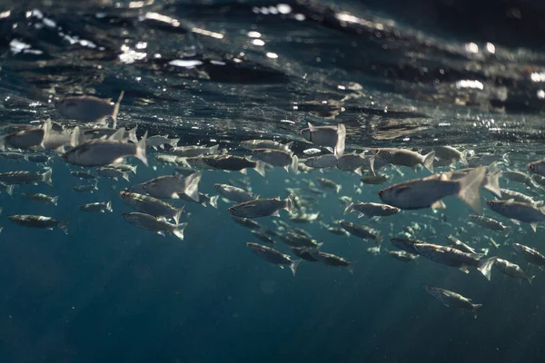 Mugil cephalus vis onder de oppervlakte van de egypt oceaan — Stockfoto