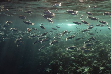 Mısırlı okyanusun altında mugil sefalus balığı.