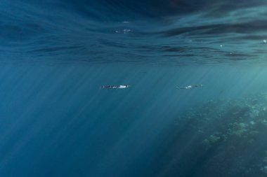 Mısır okyanusunda Belonidae sualtı, Mısır okyanusunda su altı, Belonidae sualtı fotoğrafı,