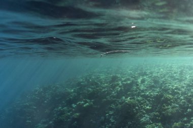 Mısır okyanusunda Belonidae sualtı, Mısır okyanusunda su altı, Belonidae sualtı fotoğrafı,