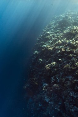 Mısır 'daki Mısırlı sualtı fotoğrafçılığı okyanusunun altındaki güzel mercan resifleri.