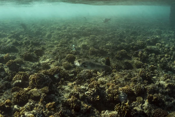 Diodon hystrix bajo el agua en el océano de Egipto, bajo el agua en el océano de Egipto, Pez puerco común fotografía submarina fotografía submarina , — Foto de Stock