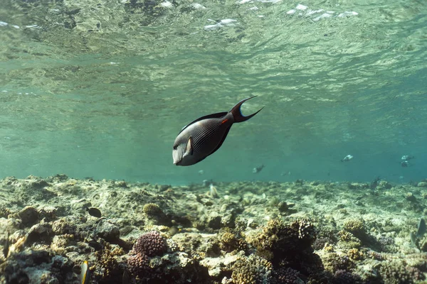 Acanthurus sohal underwater in the Ocean of egypt, underwater in the Ocean of egypt, Acanthurus sohal underwater photograph, — стокове фото