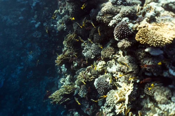 Vackra korallrev under vatten i havet av egypt, undervattensfotografering i egypt — Stockfoto