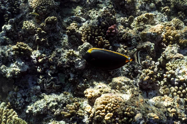 Naso Lituratus pod vodou v egyptském oceánu, Naso Lituratus pod vodní fotografií — Stock fotografie