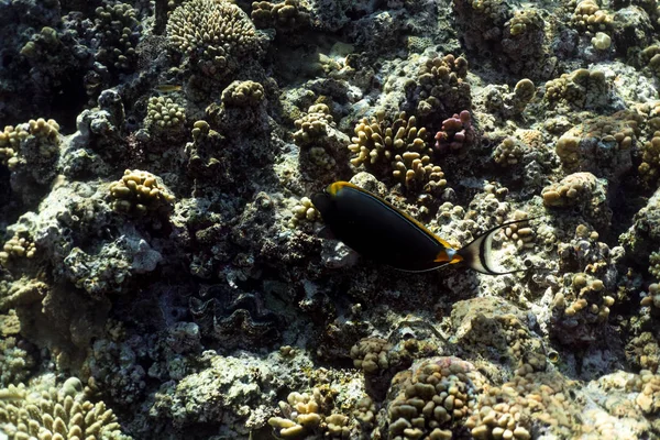 Naso Lituratus pod vodou v egyptském oceánu, Naso Lituratus pod vodní fotografií — Stock fotografie
