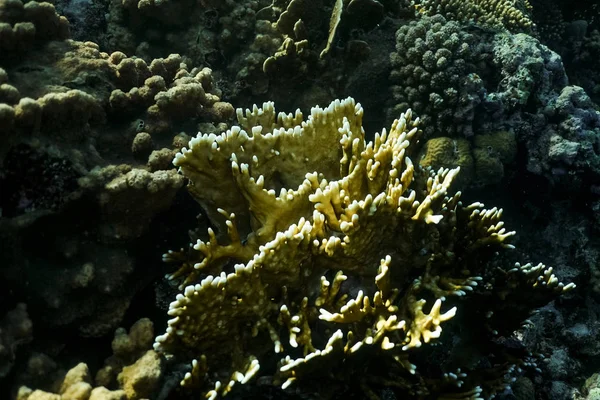 Arrecife de coral de cerca, fotografía macro de arrecife de coral, textura de arrecife de coral submarino, naturaleza oceánica de cerca — Foto de Stock