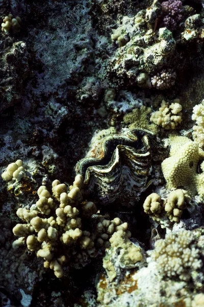 Recife de coral close-up, macrofotografia recife de coral, textura recife de coral subaquático, natureza oceano close-up — Fotografia de Stock