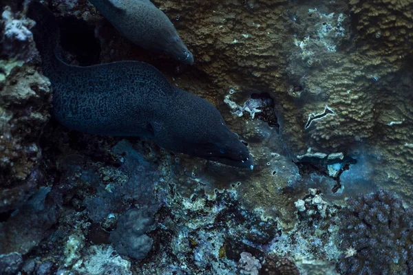 Gymnothorax javanicus under vatten i havet av egypt, under vatten i havet av egypt, Gymnothorax javanicus undervattensfotografi, — Stockfoto