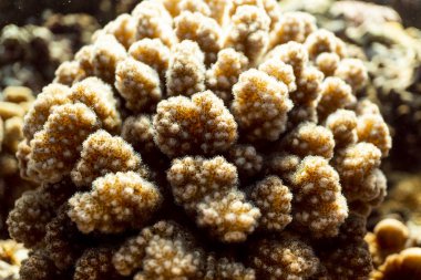 Mercan resifleri, mercan resifleri makro fotoğrafçılık, sualtı mercan resifleri dokusu, okyanus doğası...