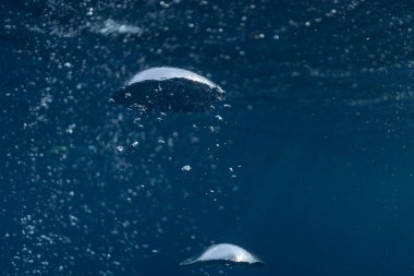 Derin mavi denizde soyut sualtı sahnesi güneş ışığı ve hava kabarcıkları