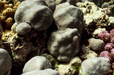 Mercan resifleri, mercan resifleri makro fotoğrafçılık, sualtı mercan resifleri dokusu, okyanus doğası...