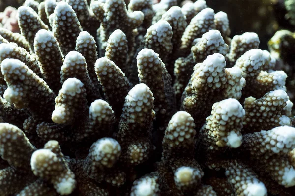 Arrecife de coral de cerca, fotografía macro de arrecife de coral, textura de arrecife de coral submarino, naturaleza oceánica de cerca —  Fotos de Stock