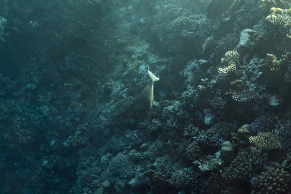 Naso unicornis bajo el agua en el océano de Egipto, bajo el agua en el océano de Egipto, Naso unicornis fotografía submarina fotografía submarina , — Foto de Stock